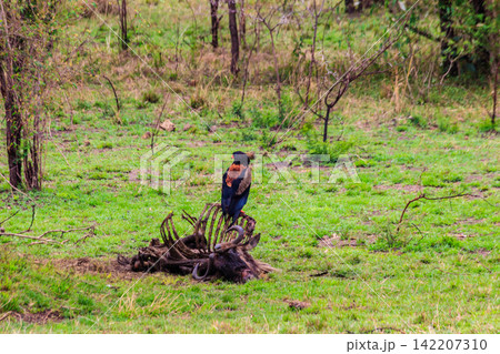 Bateleur (Terathopius ecaudatus) perched on a wildebeest skeleton in Serengeti National park in Tanzania 142207310