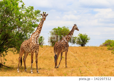 Pair of giraffes in savanna in Serengeti national park in Tanzania. Wild nature of Tanzania, East Africa 142207312