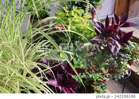 玄関前の花の寄せ植え＆寄せ鉢 142208106