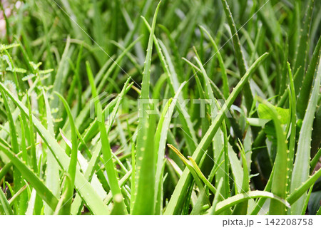 Aloe vera plant on nature green background - Fresh aloe vera leaf natural herbs and herbal medicines Aloe vera plant on nature green background - Fresh aloe vera leaf natural herbs and herbal medicines 142208758