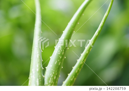 aloe vera plant on nature green background - close up of fresh aloe vera leaf with gel natural herbs and herbal medicines aloe vera plant on nature green background - close up of fresh aloe vera leaf with gel natural herbs and herbal medicines 142208759