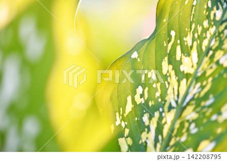 Araceae plant green leaves and sunlight on summer nature blur background Araceae plant green leaves and sunlight on summer nature blur background 142208795