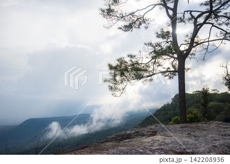 Beautiful green pine trees on mountains in Thailand - nature tree with fog mist in the winter landscape cliff with sunset Beautiful green pine trees on mountains in Thailand - nature tree with fog mist in the winter landscape cliff with sunset 142208936