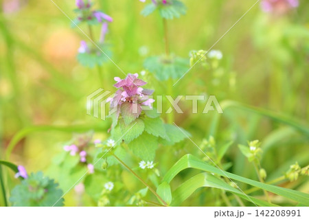 可愛い 野花 ヒメオドリコソウの花 可愛い 野花 ヒメオドリコソウの花 142208991
