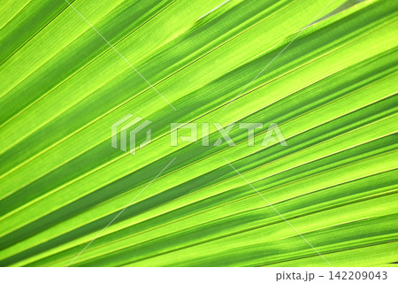 big palm leaves background , tree young green palm leaves natural  green texture background 142209043