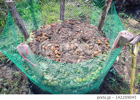 Bio composting - Fresh bio-waste and compost in the garden with food waste and fruit mixed with soil for use as fertilizer in growing crops Bio composting - Fresh bio-waste and compost in the garden with food waste and fruit mixed with soil for use as fertilizer in growing crops 142209045