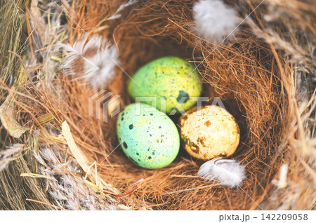 bird nest on tree branch with three eggs inside, bird eggs on birds nest and feather in summer forest , eggs easter concept 142209058