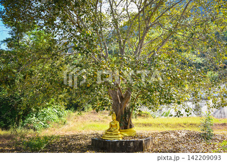 Bodhi tree and green bodhi leaf with Buddha statue at temple thailand, Tree of buddhism Bodhi tree and green bodhi leaf with Buddha statue at temple thailand, Tree of buddhism 142209093