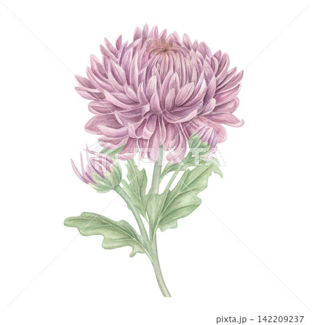 Watercolor chrysanthemum flower, garden mum or aster illustration on isolated background. Hand painted fully opened bloom with numerous slender, layered petals in soft mauve and lilac tones 142209237