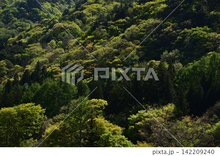 新緑に覆われた山の斜面と豊かな森林の風景 142209240