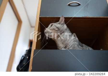 キャットタワーに入った猫 サバトラ猫 キャットタワーに入った猫 サバトラ猫 142209264