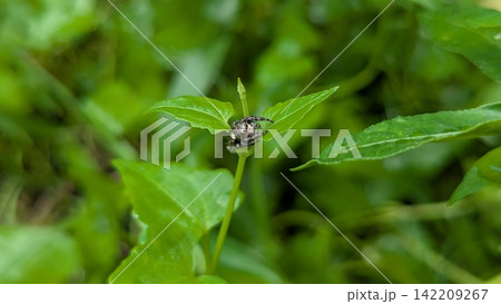 Jumping spider small black on a green leaf Jumping spider small black on a green leaf 142209267