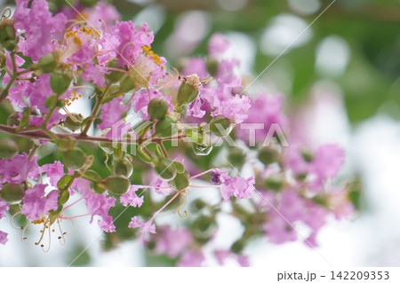 かわいいピンクの夏の花　サルスベリ 142209353
