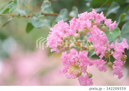 かわいいピンクの花　サルスベリ 142209359