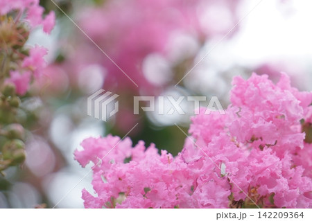 玉ボケを背景としたサルスベリの花 玉ボケを背景としたサルスベリの花 142209364