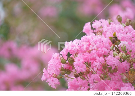 美しいピンクの夏の花　サルスベリ 142209366