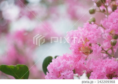 ピンクの美しい花 サルスベリの花 ピンクの美しい花 サルスベリの花 142209368
