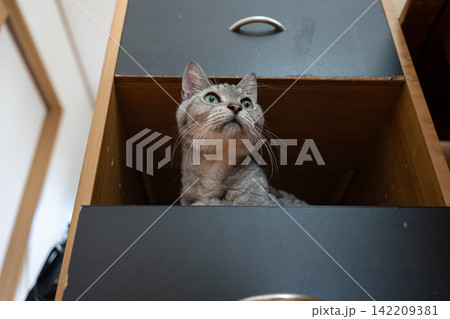 収納ボックスに入った猫 サバトラ猫 収納ボックスに入った猫 サバトラ猫 142209381