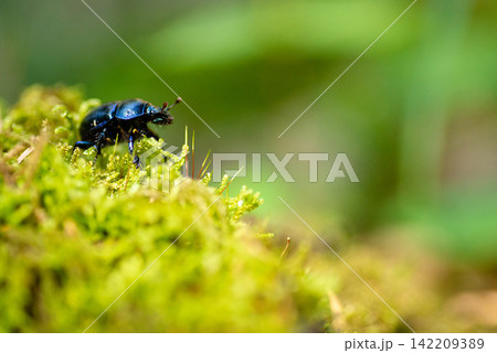 Tiny wild black bug insect sitting on a green mossy surface in nature 142209389