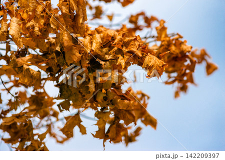 Golden brown autumn oak leaves on a branch against a clear blue sky 142209397