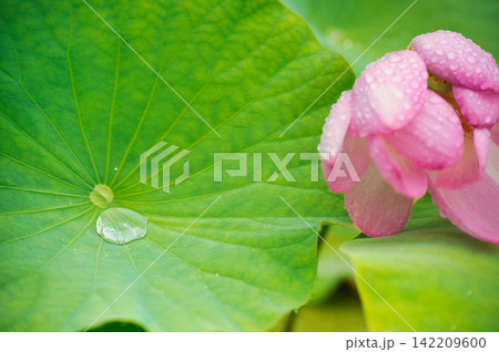 蓮の葉に溜まる大きな水滴と雨に濡れたピンクの花びら 蓮の葉に溜まる大きな水滴と雨に濡れたピンクの花びら 142209600