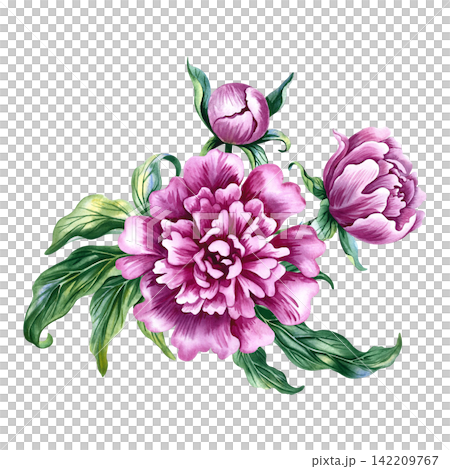 A bouquet of pink peonies. A hand drawn watercolor illustration. Perfect for designing cards, invitations and greetings. Suitable for textiles, labels, packaging and much more. A bouquet of pink peonies. A hand drawn watercolor illustration. Perfect for designing cards, invitations and greetings. Suitable for textiles, labels, packaging and much more. 142209767
