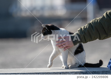 堤防でくつろぐ可愛い野良猫を触る 黒白猫 堤防でくつろぐ可愛い野良猫を触る 黒白猫 142209806