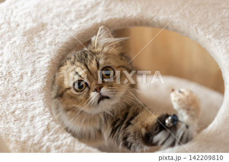 キャットタワーの上でくつろぐ可愛い猫 ペルシャ猫 キャットタワーの上でくつろぐ可愛い猫 ペルシャ猫 142209810