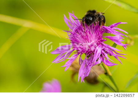 a bumble bee on a thistle flower a bumble bee on a thistle flower 142209857