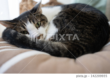 窓辺でくつろぐ可愛い猫 キジトラ猫 窓辺でくつろぐ可愛い猫 キジトラ猫 142209935