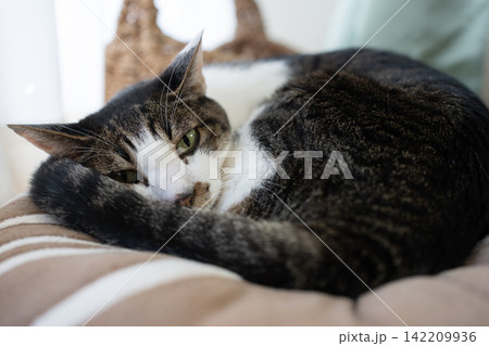 窓辺でくつろぐ可愛い猫 キジトラ猫 窓辺でくつろぐ可愛い猫 キジトラ猫 142209936