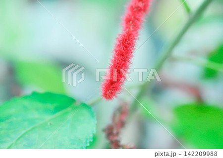 Chenille Copper Leaf or Chenille plant or Monkey Tail or Puzzy Tail or Red Hot Cats Tail, Acalypha hispida burm f or Amaranthus or red flower Chenille Copper Leaf or Chenille plant or Monkey Tail or Puzzy Tail or Red Hot Cats Tail, Acalypha hispida burm f or Amaranthus or red flower 142209988
