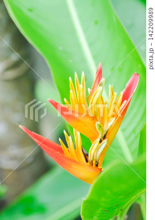 Heliconia psittacorum or Bird of paradise, Strelitzia reginae or Sterliziaceae flower or yellow and orange flower Heliconia psittacorum or Bird of paradise, Strelitzia reginae or Sterliziaceae flower or yellow and orange flower 142209989