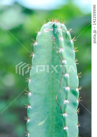 cactus , Fairytale castle or Cereus peruvianus 142209990