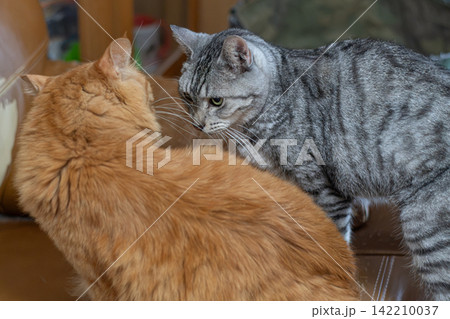 にらみ合う二匹の猫 にらみ合う二匹の猫 142210037