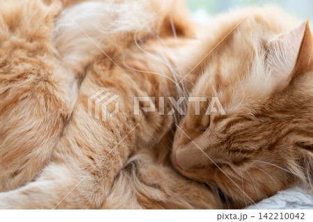 窓辺で眠る猫　茶トラ猫 142210042