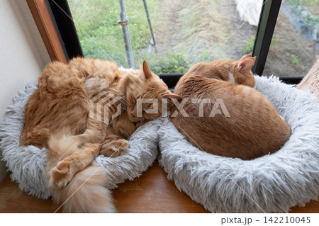 窓辺で眠る二匹の猫 窓辺で眠る二匹の猫 142210045