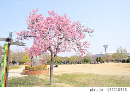 早咲き桜の花 陽光 早咲き桜の花 陽光 142210428