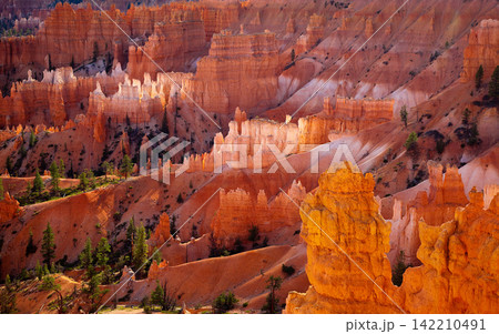 Bryce Canyon Hoodoos at Golden Hour in Desert Landscape Bryce Canyon Hoodoos at Golden Hour in Desert Landscape 142210491