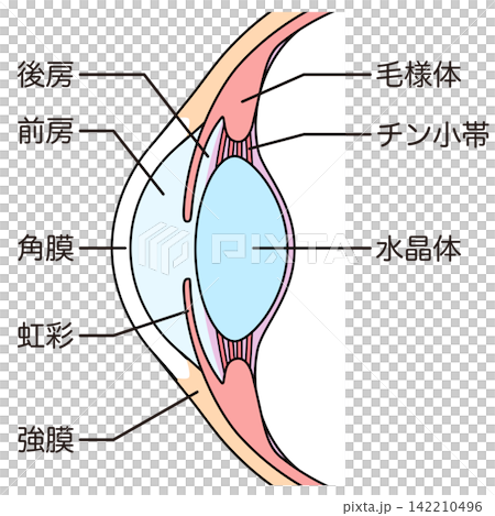 Structure of the eye: Cross-section of the eyeball Structure of the eye: Cross-section of the eyeball 142210496