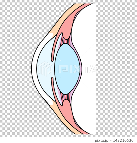 Structure of the eye: Cross-section of the eyeball Structure of the eye: Cross-section of the eyeball 142210530