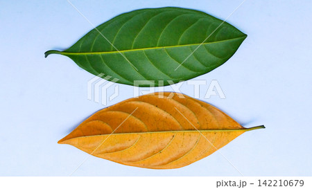 Jackfruit leaves are green and orange against a white background. Jackfruit leaves are green and orange against a white background. 142210679