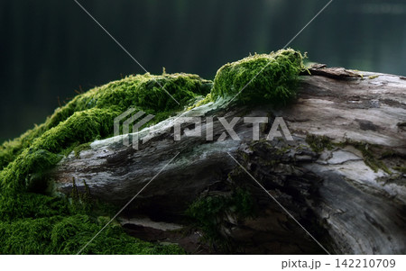 Mossy Forest Log Close-Up with Natural Wood Texture Mossy Forest Log Close-Up with Natural Wood Texture 142210709