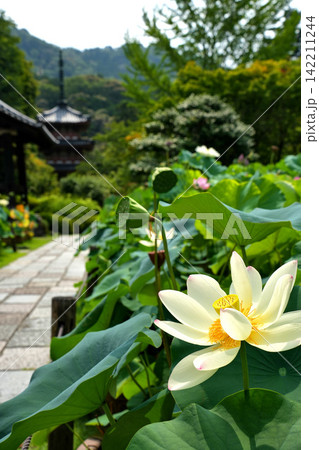 白い蓮の花と三重塔 142211244