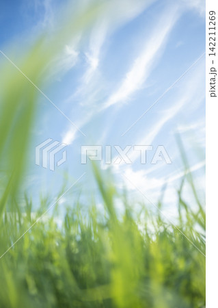 夏草と爽やかな夏空　蒜山高原 142211269