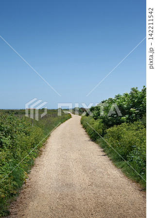 Lush vegetation and blue sky in nature Lush vegetation and blue sky in nature 142211542