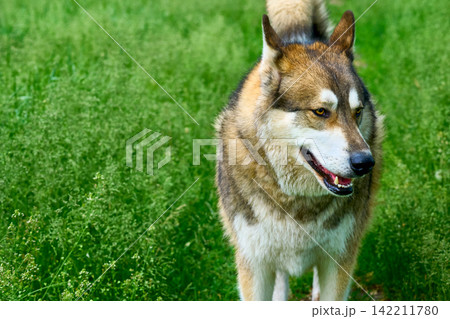 Walk in the forest.Laika hunts, picking up scent in tall grass Walk in the forest.Laika hunts, picking up scent in tall grass 142211780