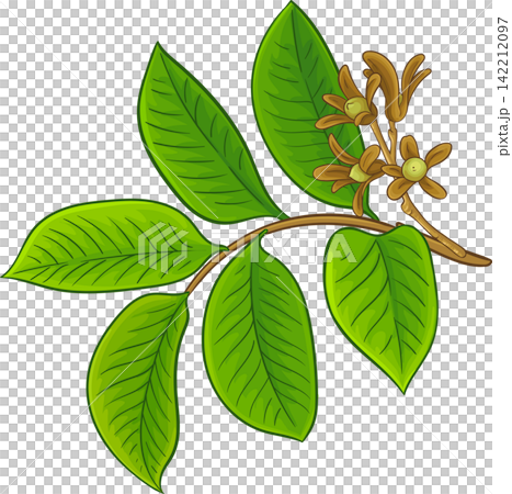 Borneo Tallow Nut Branch Colored Illustration Borneo Tallow Nut Branch Colored Illustration 142212097