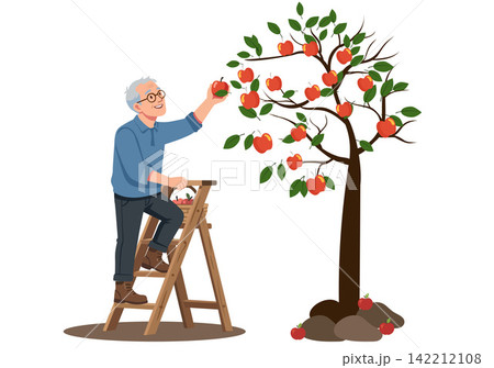 Elderly Man Harvesting Apples on a Ladder Illustration Elderly Man Harvesting Apples on a Ladder Illustration 142212108