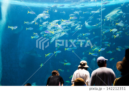 水族館の大きな水槽 水族館の大きな水槽 142212351